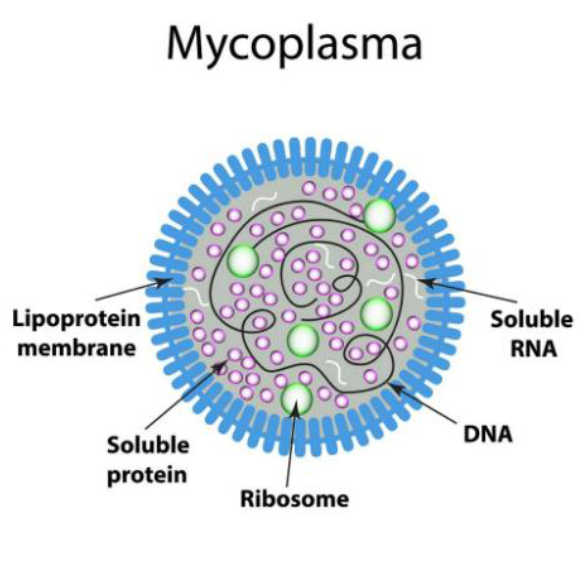 Mycoplasma Elimination in Cell Culture Life Science News Abdos